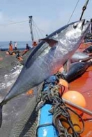 Oceana pide que el exceso de capturas de la almadraba sea liberado .- JULIO 2009