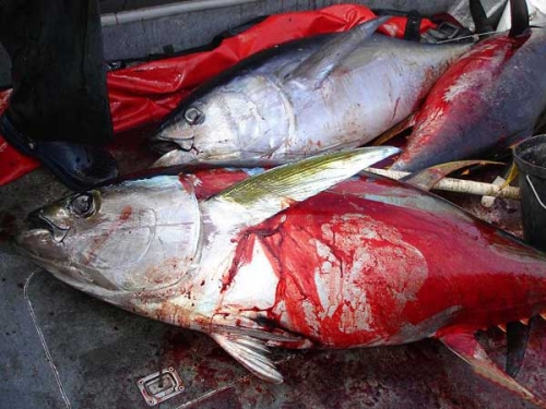 WWF Y Greenpeace denuncian la captura masiva de juveniles de atún rojo en España - 12 NOVIEMBRE 2009